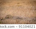 African wild cat laying down in the grass. 91104021