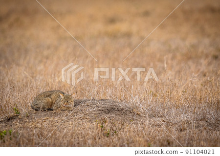 African wild cat laying down in the grass. 91104021
