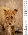 Close up of a Lion's cub head. 91104022