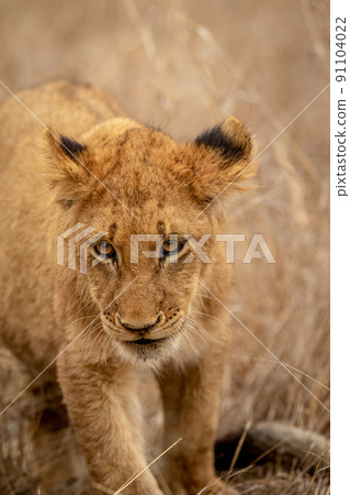 Close up of a Lion's cub head. 91104022