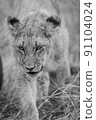 Close up of a Lion's cub head. 91104024
