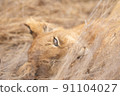 Close up of a Lion's cub head. 91104027