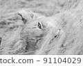 Close up of a Lion's cub head. 91104029