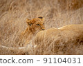 Lion cub suckling from his mother. 91104031