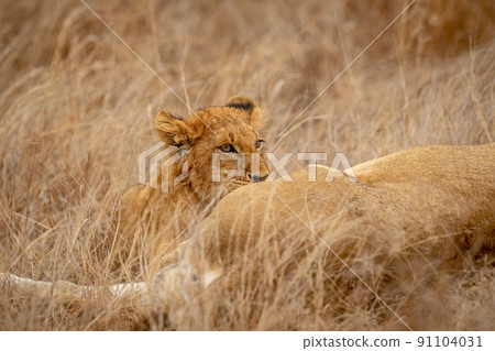 Lion cub suckling from his mother. 91104031