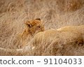 Lion cub suckling from his mother. 91104033
