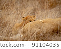 Lion cub suckling from his mother. 91104035