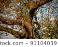Leopard laying in a tree in the Kruger. 91104039