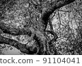 Leopard laying in a tree in the Kruger. 91104041