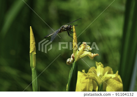 Dragonflies, Four-spotted chariots and colorful yellow iris found in the wetlands of the plateau Dragonflies, Four-spotted chariots and colorful yellow iris found in the wetlands of the plateau 91104132
