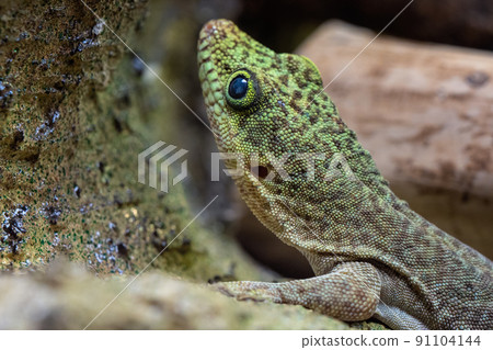 Standing's day gecko, Phelsuma standingi 91104144