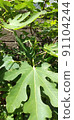 Leaves like the palm of your hand 91104244