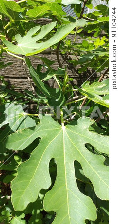 葉子像你的手掌 91104244