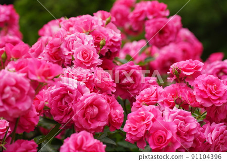 Pink roses in Satomi Park, Ichikawa City Pink roses in Satomi Park, Ichikawa City 91104396