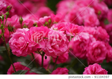 Pink roses in Satomi Park, Ichikawa City 91104397