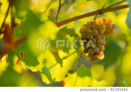 White grapes (vitis vinifera) ready to be harvested. 91105445