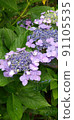 [Purple] Hydrangea 91105535