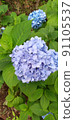 [Blue / Blue Purple] Hydrangea 91105537