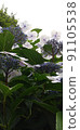 Gaku hydrangea taken from below 91105538