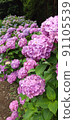 [Magenta] Hydrangea 91105539