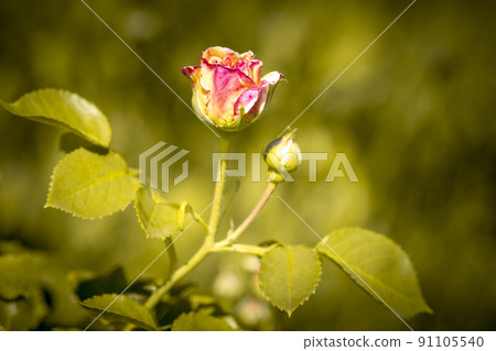 A bush with single red blooming rose A bush with single red blooming rose 91105540