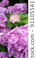 Small hydrangea surrounded by large hydrangea 91105541