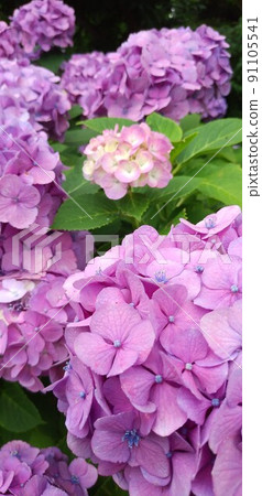 Small hydrangea surrounded by large hydrangea Small hydrangea surrounded by large hydrangea 91105541