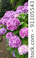 [Red Purple / Pink] Hydrangea 91105543