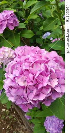 [Pink] Hydrangea up 91105544