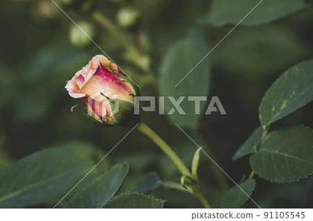 Beautiful wild rose, selective focus, macro shoot Beautiful wild rose, selective focus, macro shoot 91105545
