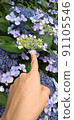 Hand of a person pointing to a hydrangea bud 91105546