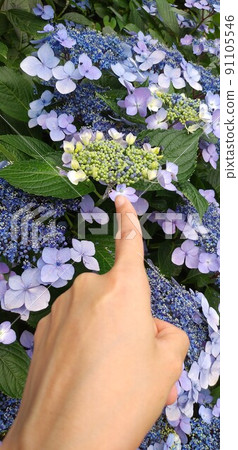 Hand of a person pointing to a hydrangea bud Hand of a person pointing to a hydrangea bud 91105546