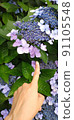 Hand of a person pointing to a hydrangea 91105548