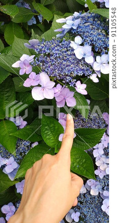 Hand of a person pointing to a hydrangea Hand of a person pointing to a hydrangea 91105548