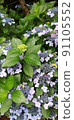 [Blue purple] Hydrangea and buds 91105552