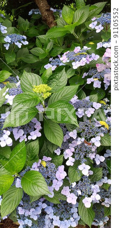 [Blue purple] Hydrangea and buds 91105552