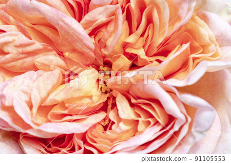 Flower pink color close-up Flower pink color close-up 91105553