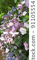 [Pink / Blue Purple] Hydrangea begins to bloom 91105554