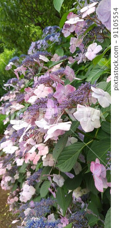 【粉/藍紫】繡球開始開花 【粉/藍紫】繡球開始開花 91105554