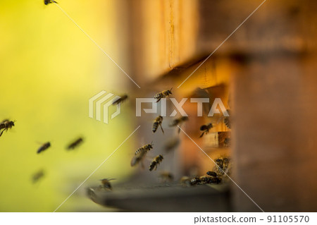 Bees flying in and out bee hive, macro shot Bees flying in and out bee hive, macro shot 91105570