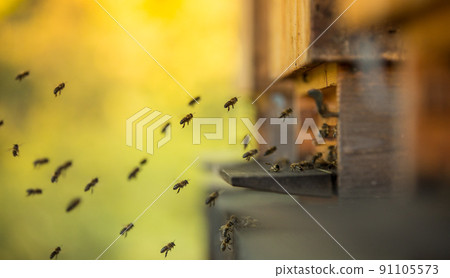 Bees flying in and out bee hive, macro shot Bees flying in and out bee hive, macro shot 91105573