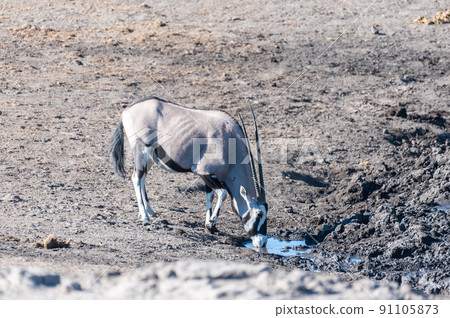 Orynx drinking from a waterhole 91105873
