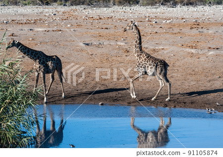 Giraffes in Etosha National Park Giraffes in Etosha National Park 91105874