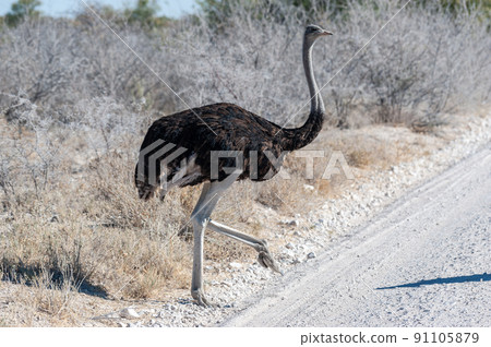 Ostrich crossing the Road in Etosha 91105879