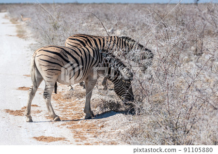 Burchell zebra -Equus quagga burchelli- Grazing on the plains of Etosha 91105880
