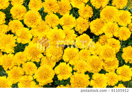 從正上方看到的夏花盛開的黃色萬壽菊花壇 91105912
