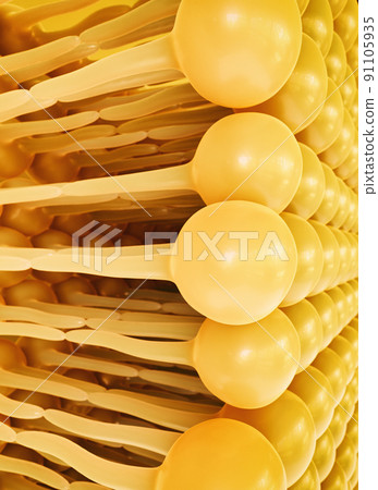 3D rendering lipid bi-layer cell anatomy - 3D Rendering 3D rendering lipid bi-layer cell anatomy - 3D Rendering 91105935