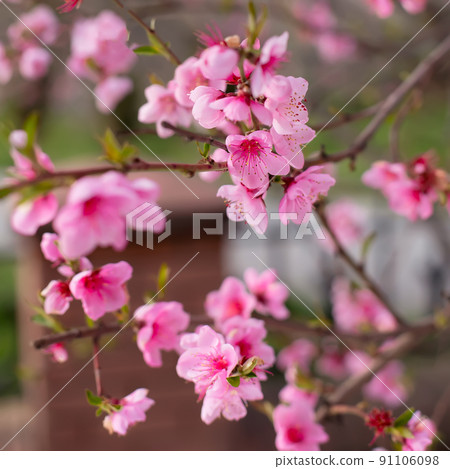Pink peach flowers blooming on peach tree, selective focus. Peach blossom in spring in sky background. 91106098