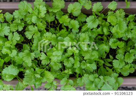 香菜種植栽培 香菜種植栽培 91106123