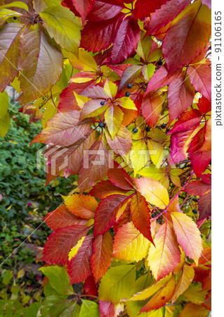 Parthenocissus quinquefolia, known as Virginia creeper, Victoria creeper, five-leaved ivy. Red foliage background red wooden wall. Natural background. 91106165